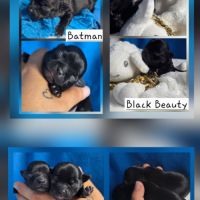 Magnifiques chiots miniatures chihuahua vrai toy #1
