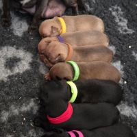 Magnifiques chiots miniatures chihuahua vrai toy #2