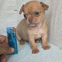 Magnifiques chiots miniatures chihuahua vrai toy #3