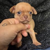 Magnifiques chiots miniatures chihuahua vrai toy #4