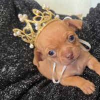 Magnifiques chiots miniatures chihuahua vrai toy #5