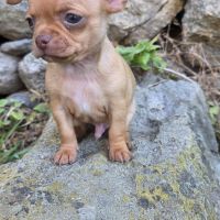 Magnifiques chiots miniatures chihuahua vrai toy #8