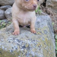 Magnifiques chiots miniatures chihuahua vrai toy #9