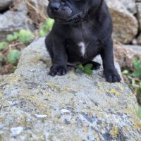 Magnifiques chiots miniatures chihuahua vrai toy #10