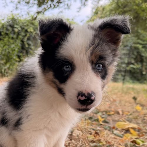 Chiots  border  collie #3