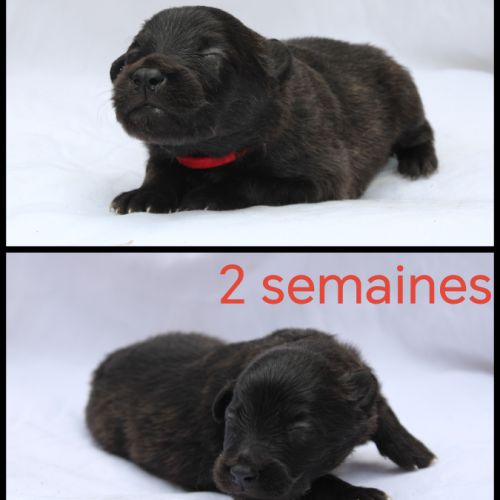 Chiot mâle et femelle hollandais poils longs #3