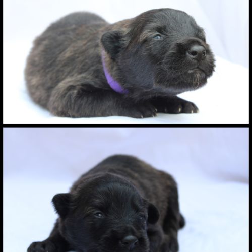 Chiot mâle et femelle hollandais poils longs #4