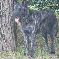 Chiot mâle et femelle hollandais poils longs #2