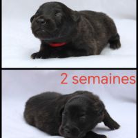 Chiot mâle et femelle hollandais poils longs #3