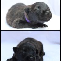 Chiot mâle et femelle hollandais poils longs #4