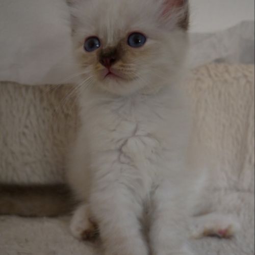 Adorables bébés sacré de birmanie à réserver