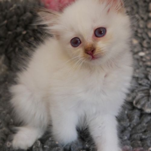 Adorables bébés sacré de birmanie à réserver #2