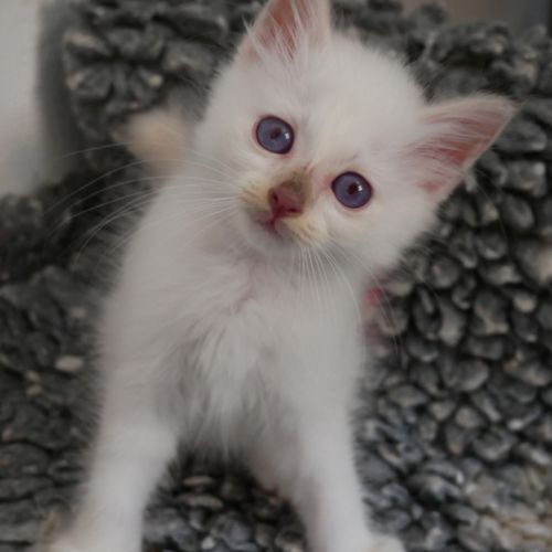 Adorables bébés sacré de birmanie à réserver #3