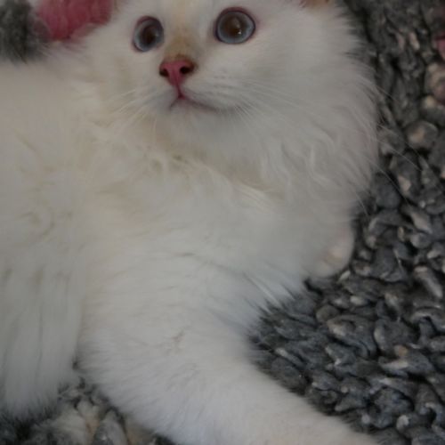 Adorables bébés sacré de birmanie à réserver #4