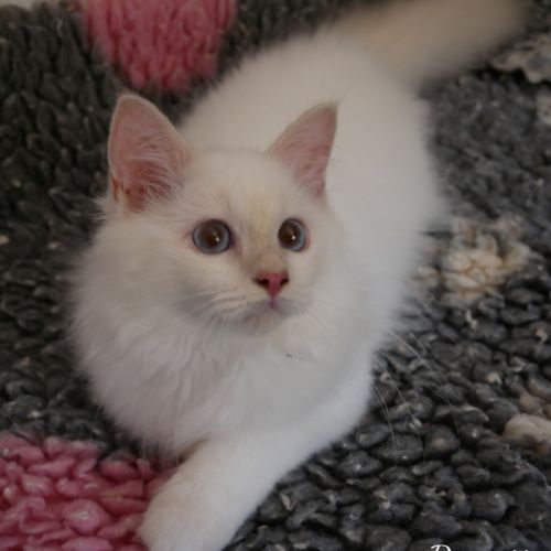 Adorables bébés sacré de birmanie à réserver #5
