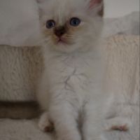 Adorables bébés sacré de birmanie à réserver #0