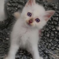 Adorables bébés sacré de birmanie à réserver #3
