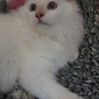 Adorables bébés sacré de birmanie à réserver #4