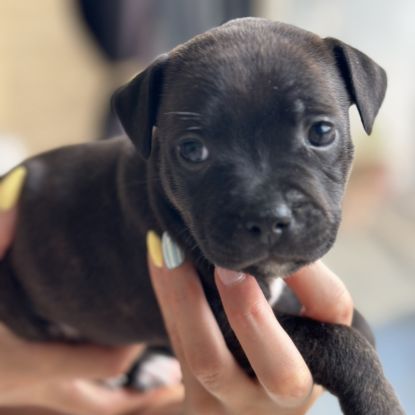 Magnifiques chiots staffies #2