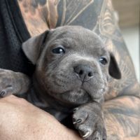 Magnifiques chiots staffies