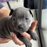 Magnifiques chiots staffies #3