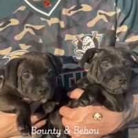 Magnifiques chiots staffies