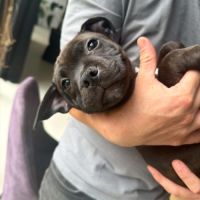 Magnifiques chiots staffies