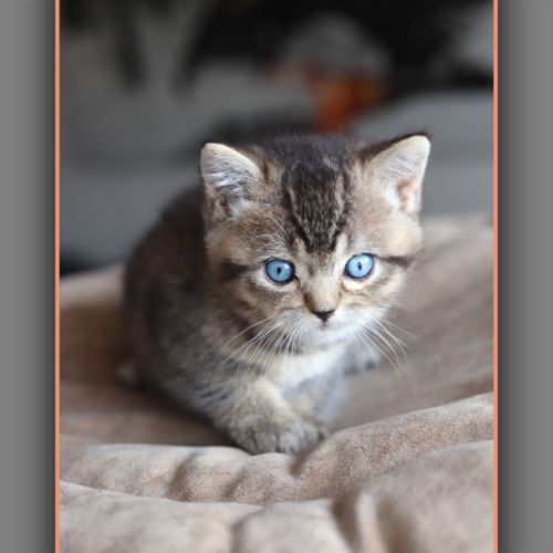 British shorthair yeux bleus dominants dbe #1