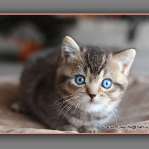 British shorthair yeux bleus dominants dbe #2