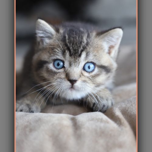 British shorthair yeux bleus dominants dbe #3