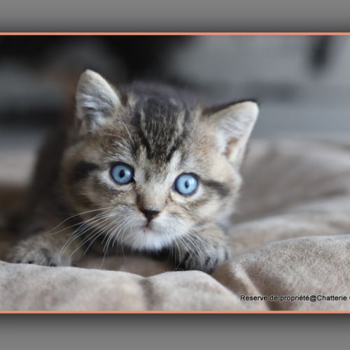 British shorthair yeux bleus dominants dbe