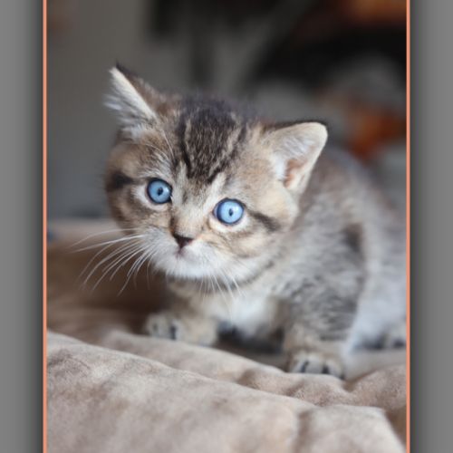 British shorthair yeux bleus dominants dbe #5