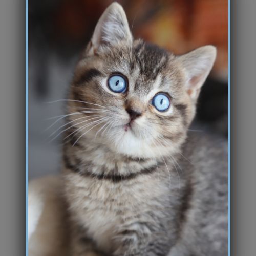British shorthair yeux bleus dominants dbe #1