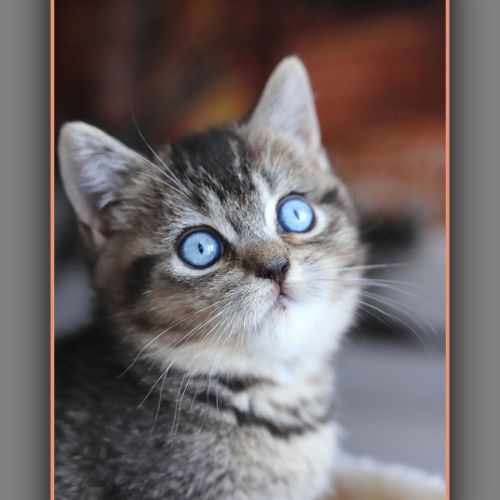 British shorthair yeux bleus dominants dbe