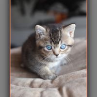 British shorthair yeux bleus dominants dbe #1