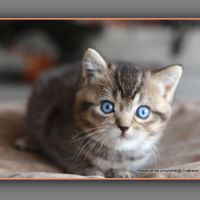 British shorthair yeux bleus dominants dbe #2
