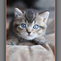 British shorthair yeux bleus dominants dbe #3