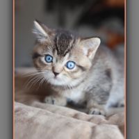British shorthair yeux bleus dominants dbe #5