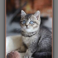 British shorthair yeux bleus dominants dbe #3