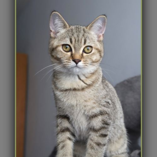 Chaton british shorthair black golden
