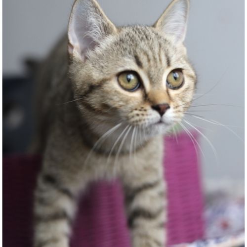 Chaton british shorthair black golden