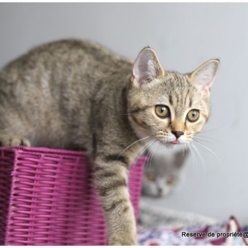 Chaton british shorthair black golden #2