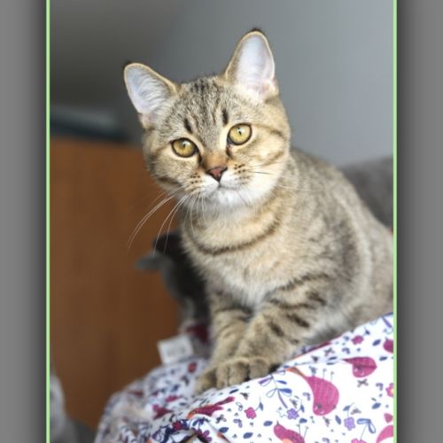 Chaton british shorthair black golden