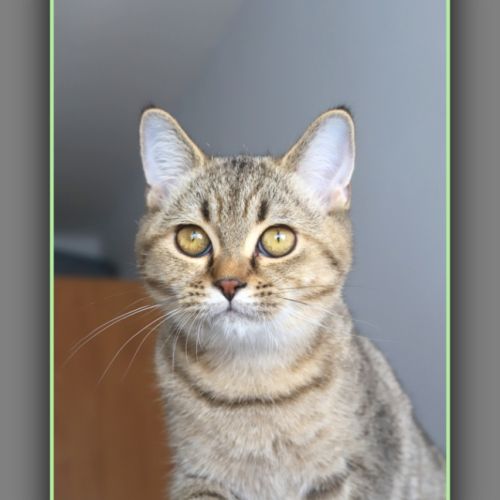Chaton british shorthair black golden #3