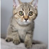 Chaton british shorthair black golden #3