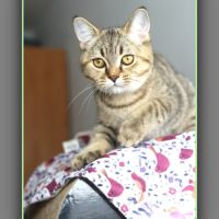Chaton british shorthair black golden #1