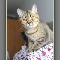 Chaton british shorthair black golden