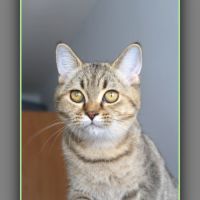 Chaton british shorthair black golden #3