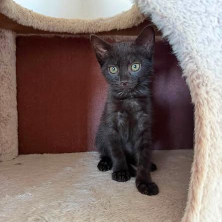 Chat bona à l adoption