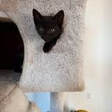 Chat bona à l adoption #2